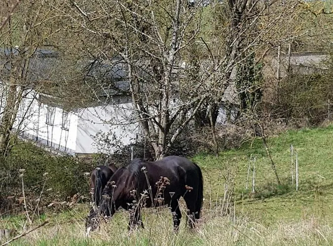 Eifelglück Apartment